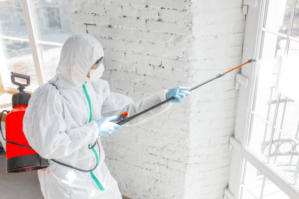 Environmental Consulting for Mold Prevention in Ingalls Park, IL